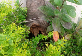 Phú Yên: Cây phượng trong trường tiểu học gãy gốc, 4 học sinh bị thương