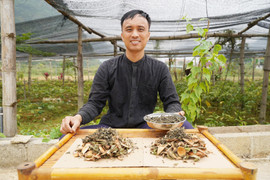 Bài thuốc hỗ trợ điều trị bệnh trĩ từ thảo dược dân gian