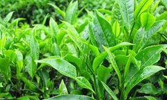 Bài thuốc trị bệnh từ lá trà xanh bạn nên biết