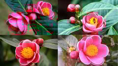 Ý nghĩa phong thủy của hoa hải đường