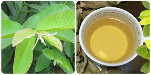 Cách làm trà lá ổi tốt cho sức khoẻ