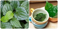 Cây lá lốt chữa bệnh gì?