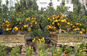 Bưởi bonsai tiền triệu xuống phố, chờ khách mua về đón Tết