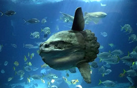 Ngắm loài cá lười nhất thế giới