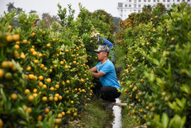 Kiếm tiền triệu mỗi ngày nhờ ngón nghề tạo dáng quất cảnh đón Tết