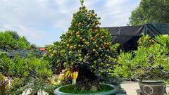 Cận cảnh cặp quất cần thăng giá nửa tỷ đồng chơi Tết 2024