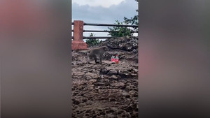 Khỉ táo tợn đánh cắp nước ngọt của du khách 