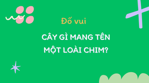 Người IQ cao sẽ đoán ngay trong 5 giây: Cây gì mang tên một loài chim?