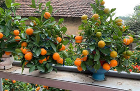 Quất hồ lô lạ mắt ‘cháy hàng’ dịp Tết 2024