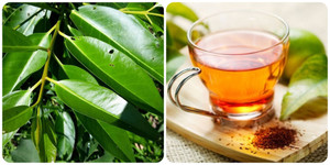 Uống nước lá vối có tác dụng giảm cân?