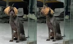 Kiểu tóc 'cháy' nhất phố của 'gâu gâu cô nương'