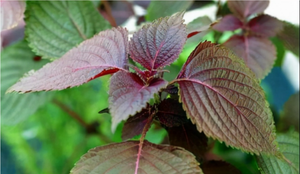 Lá tía tô có công dụng bất ngờ gì cho sức khỏe?