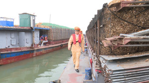 Xử lý việc vận chuyển, kinh doanh dăm gỗ nguy cơ ảnh hưởng môi trường Hạ Long