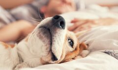 Nhiễm giun đũa chó từ thói quen ngủ cùng thú cưng