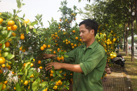 TP.HCM: Cây cảnh Tết xuống phố, tiểu thương ngóng khách