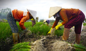 Bình Định: Kiệu Tết đã mất mùa lại rớt giá, nông dân ‘gấp đôi nỗi sầu’