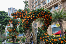 Cặp quất hình rồng giá trăm triệu khoe dáng, chờ khách đại gia xuống tiền mua