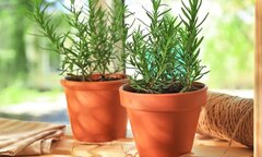 Loại cây ai cũng nên có trong nhà, vừa lọc không khí lại chữa được bệnh