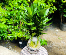 Ý nghĩa phong thủy của cây phát tài búp sen