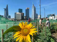 Dự báo thời tiết TP.HCM hôm nay 18/1: Sáng sớm có sương mù nhẹ, ngày nắng