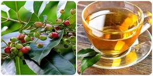 Tác dụng của lá vối với sức khoẻ