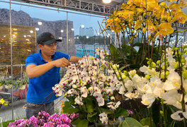 Kiếm 30 triệu đồng mỗi ngày nhờ cắm hoa lan ngày Tết