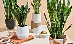 Một số phương pháp làm giảm bụi trong nhà ở