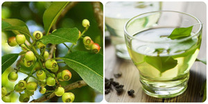 Uống nước lá vối có tác dụng gì với sức khoẻ?