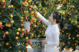 Choáng ngợp trước những chậu quất hàng chục triệu ở thủ phủ quất cảnh miền Trung