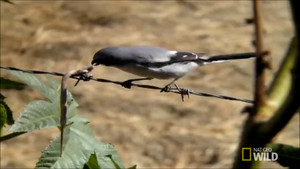 Cận cảnh loài chim 'đồ tể' xiên thịt con mồi vào vật sắc nhọn 