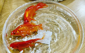 Chọn và thả cá chép đúng cách khi cúng ông Công ông Táo