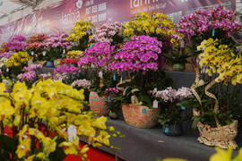 Lan hồ điệp đủ loại khoe sắc, người Hà Nội xuống tiền triệu mua hoa