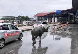 Trâu đi lạc vào sân bay Nội Bài