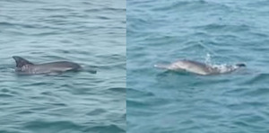 Đàn cá heo 30 con bơi lội trên vùng biển Cô Tô, Quảng Ninh