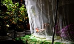 Tiểu thương chống chọi giá rét cao độ ở Hà Nội, thức xuyên đêm trông đào, quất