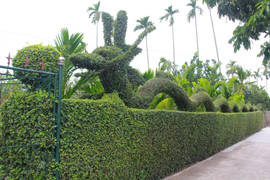 Ngắm linh vật xuân Giáp Thìn 2024 bằng cây duối độc nhất vô nhị