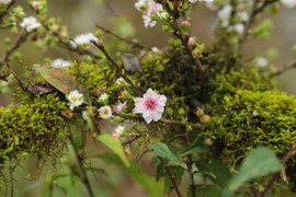 Nhất chi mai khoe sắc tinh khôi, giá chục triệu đồng vẫn hút khách