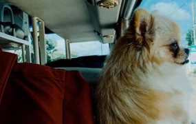 Có được mang chó mèo lên xe khách?