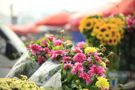 Chậu thược dược héo rũ và giọt nước mắt của mẹ chiều 30 Tết