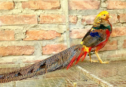 Thú chơi ‘phượng hoàng lửa’ 7 màu giá hàng chục triệu đồng