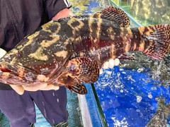 Một doanh nghiệp mua 18 tấn cá song làm quà Tết cho nhân viên