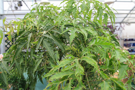 Trồng cây đinh lăng ở đâu tốt nhất?