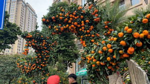 Độc đáo cặp quýt 'Song long' khổng lồ giá 200 triệu đồng ở Hà Nội