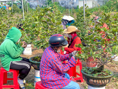 Kiếm tiền triệu mỗi ngày từ việc ngắt lá mai dịp Tết