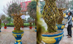 Độc đáo 10 cây đào uốn thành chiếc lộc bình hút khách chơi Tết