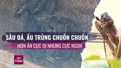 Sâu đá, ấu trùng chuồn chuồn, đặc sản vùng Tây Bắc dành cho người can đảm