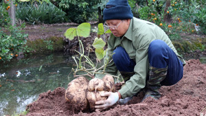 Ngắm củ đậu khổng lồ ở Hải Dương hút khách dịp Tết 