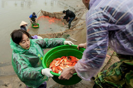 Nông dân mặc áo mưa, dầm mình giăng lưới thu hoạch cá chép đỏ
