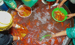Chợ cá lớn nhất Hà Nội ngập sắc đỏ, tấp nập bán xuyên đêm 