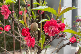 Chưa đến Tết, đào thất thốn đã ra quả, chủ vườn lo thất thu